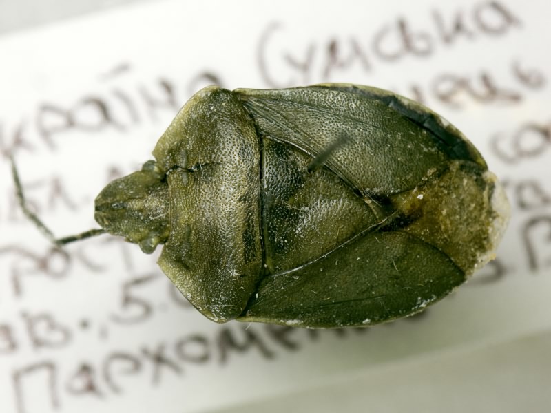 Chlorochroa pinicola (Mulsant & Rey, 1852)